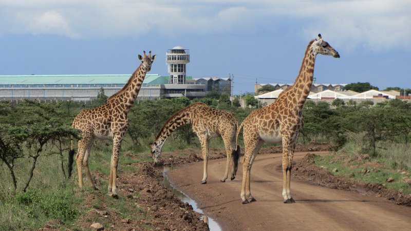 Giraffen und Flughafen