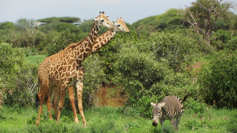Giraffen, Zebra