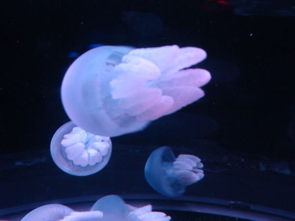 Upclose and Personal with the Jellyfish at Ocean Park