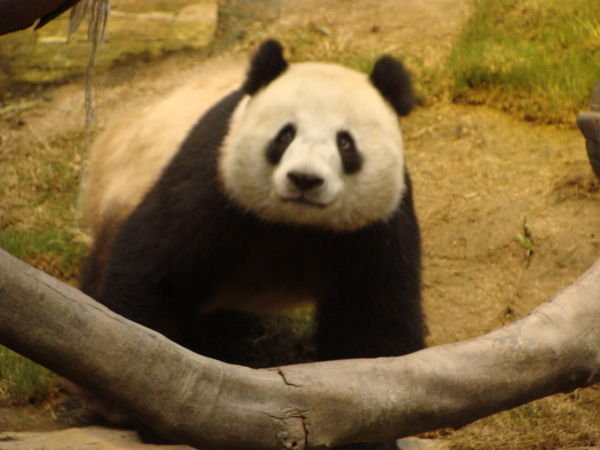 Oh Hello (An An the Panda)
