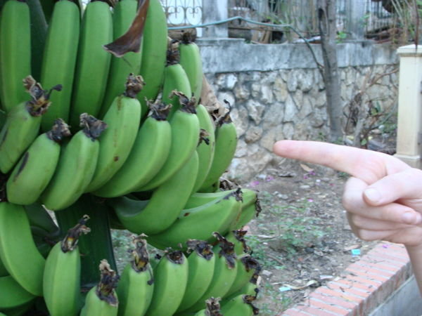 Look Bananas, Growing in the Street!