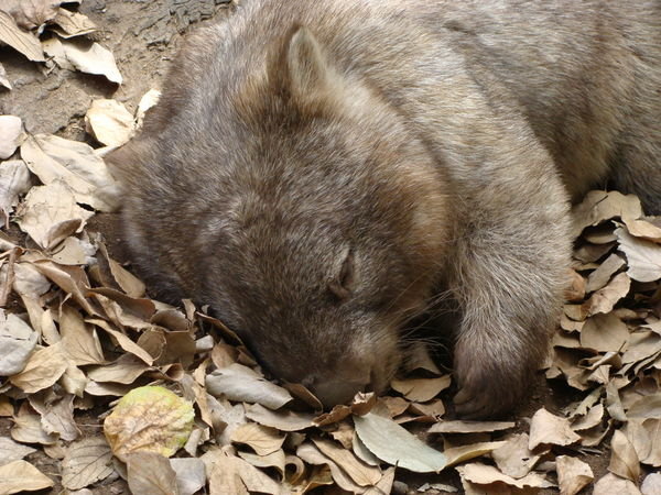 Sleepy Wombat