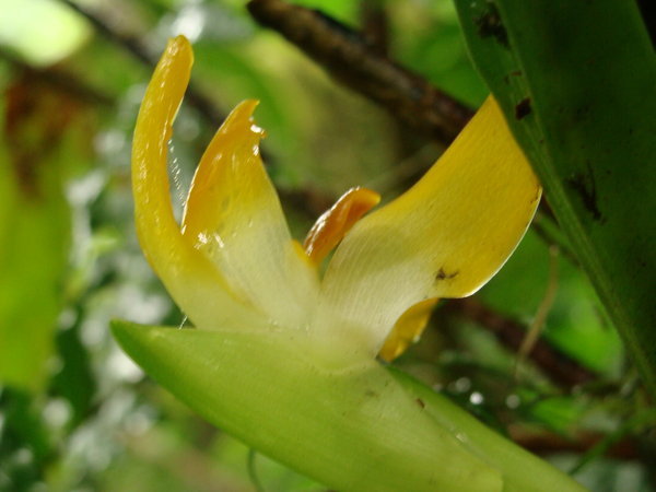 The rare Mombacho Orchid