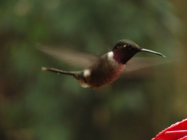 Hummingbirds. Not the easiest things to take pictures of