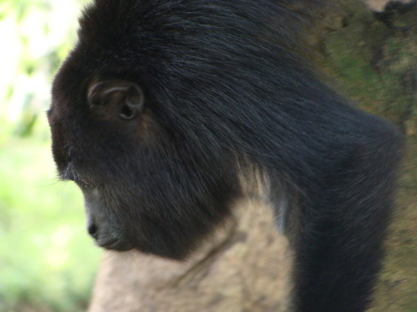Up close and personnal with a Belizian Baboon (Wild Howler Monkey)