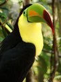 The Keel-Billed Toucan - Belize´s National Bird