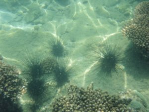 The spiky sea urchins!!