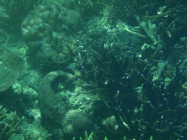 Blue tip coral
