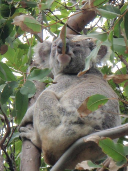 Koala!!