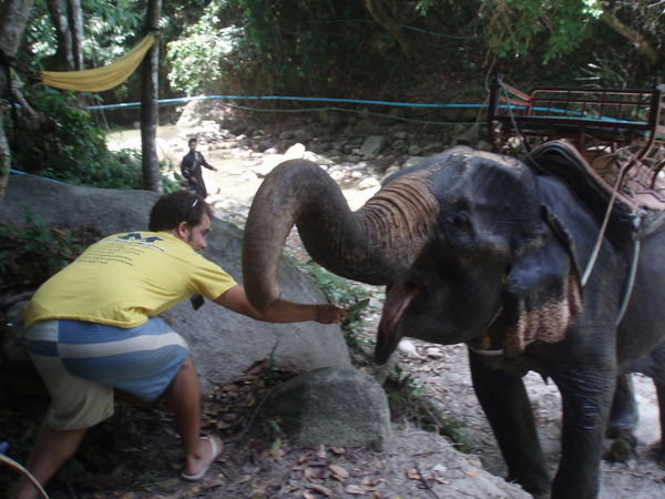 feeding our elephant