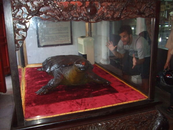Giant embalmed turtle
