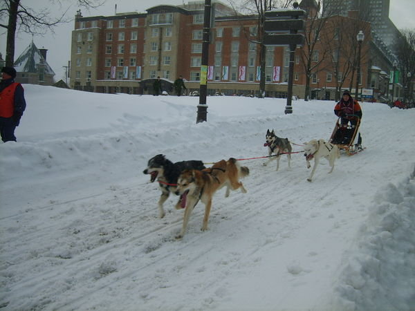 Dog sled race on rue St. Louis