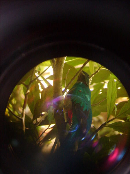 a male quetzal