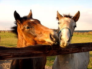 Horses in love