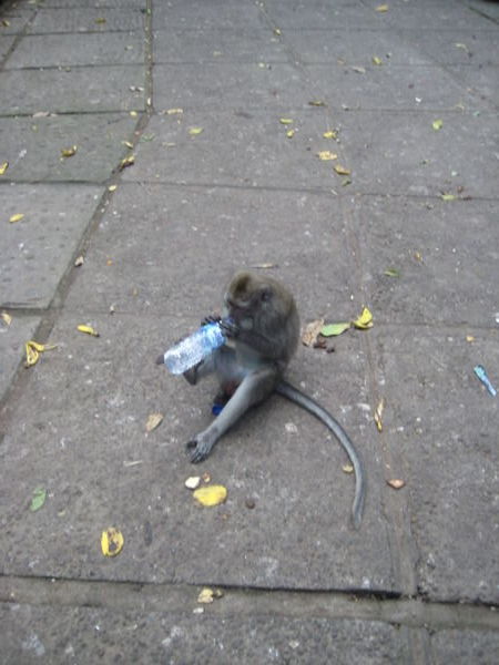 Apina varasti vesipullon ja avasi sen ennen kuin joi sen tyhjaksi