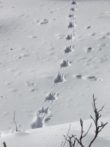 Bobcat tracks! | Photo