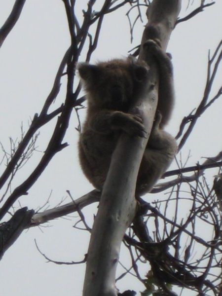 Wild Koala 2
