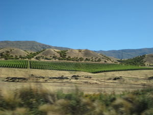 Neuseelands Weinberge