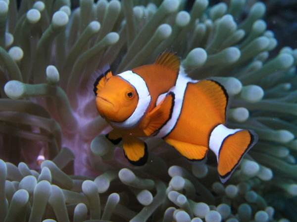 Nemo - wie er leibt und lebt!