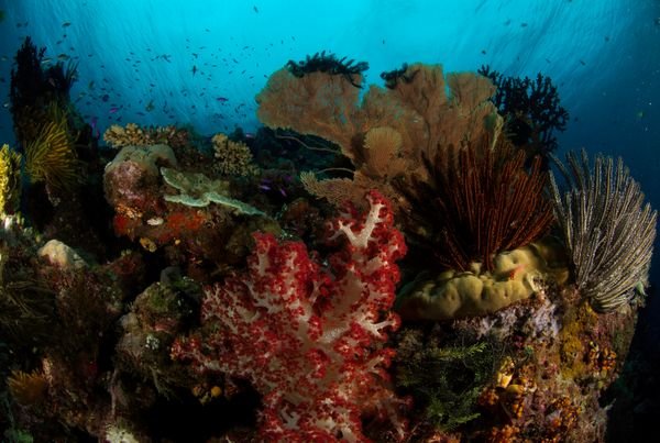 Unterwasserwelt am Great Barrier Reef
