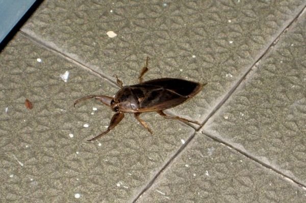 i think this must be a mix between a roach and a scorpion?