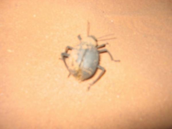 Small campsite friend, Wadi Rum
