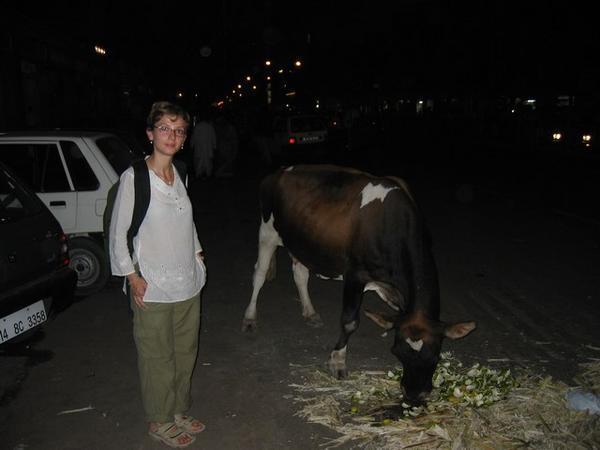 Jaipur Cow