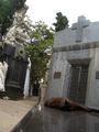 The famous Recoleta cemetary is actually inhabited... by cats!