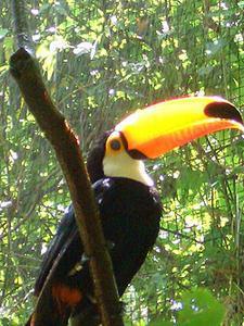 Toucan (Iguazu bird park)