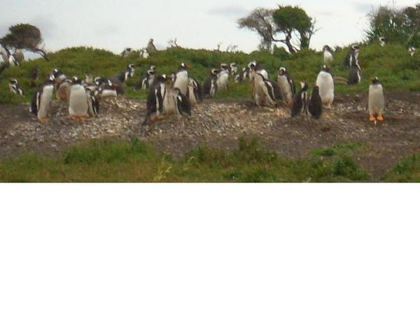 Penguin Walk tour (other types of penguins)