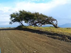 Famous wind bended tree (road to Penguin tour)