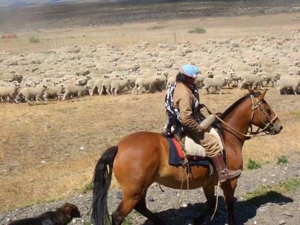 Gaucho on the road (with hundreds of sheeps)