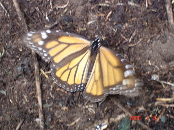 Santuario Mariposas Monarca