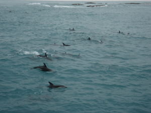 Dia 13 - Delfines "Dusky" (2)