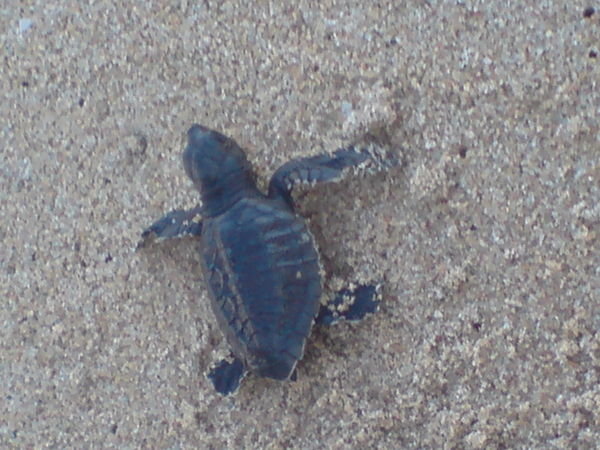 Baby Turtle!