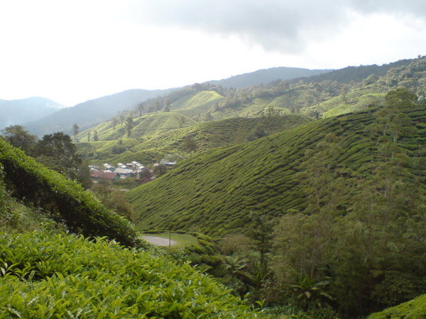 Boh tea plantation