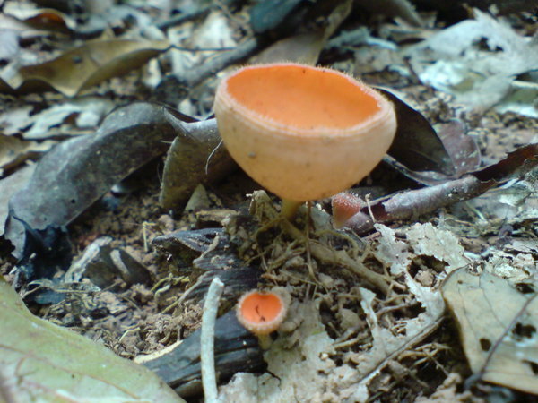 Pretty fungi!