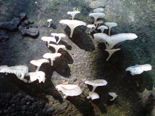Pretty fungi