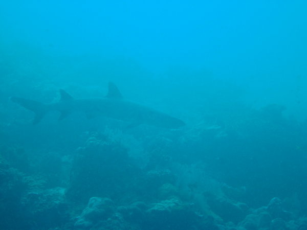 Reef shark!!