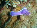 Nudibranch.....Nic loves these