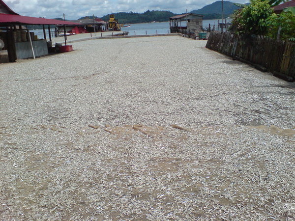 Dried fish is a speciality here!..