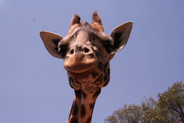 Frank the giraffe