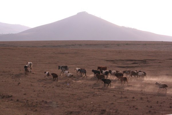 Masaii herding some cattle on the side of the road in Kenya
