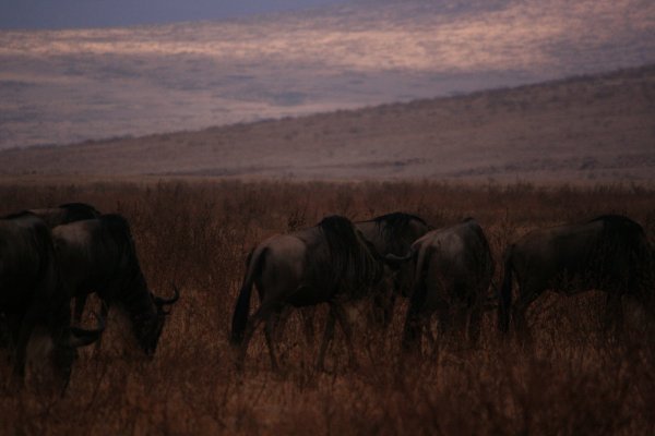 Wildebeast in the Ngorongoro Crater