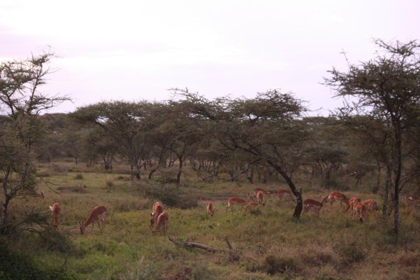 Thomson Gazelle in the Serengeti