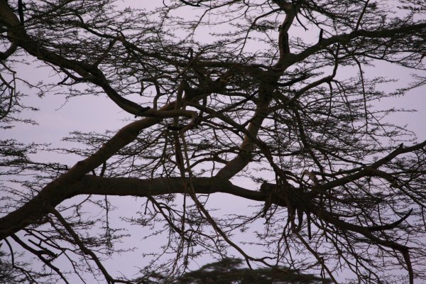 Leopard asleep in the tree in the Serengeti