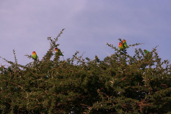 Lovebirds in the Serengeti