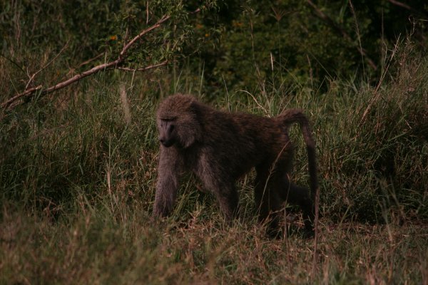 Baboon in the Serengeti
