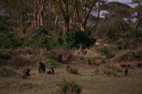 Lots of Baboons hanging out in the Serengeti