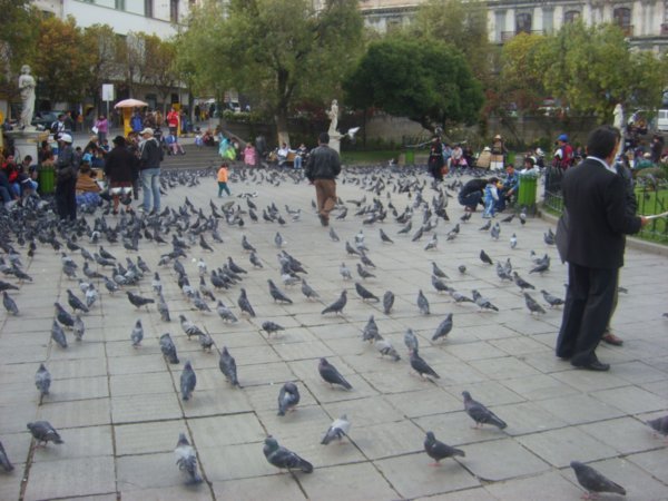 Pesky Pigeons